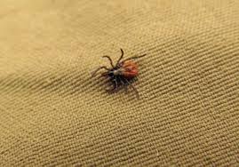 Early Season Tick Prevention Preparation